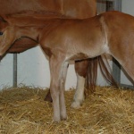 PARKER - out of Vitalism (Owned by Seaside Farm LP)